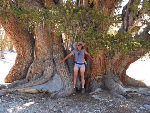 Vicki standing next to the enormous trunk of The Patriarch, the world's largest bristlecone pine tree